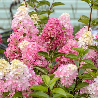 Hydrangea panic. Fraise Melba Renba, С2 interface.image 1