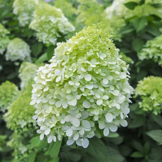 Hydrangea panic. Little Spooky, С2 interface.image 2