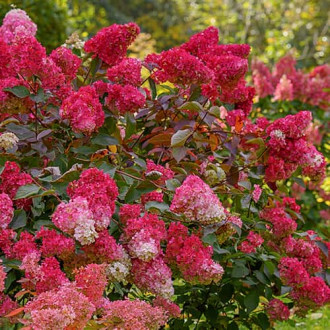 Hydrangea panic. Petite Flori, С2 interface.image 3