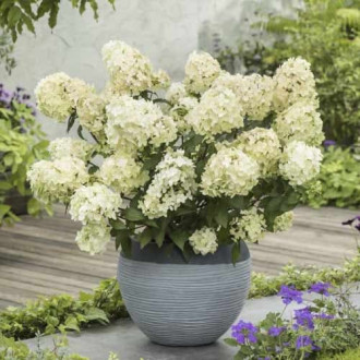 Hydrangea panic. Petite Star, С2 interface.image 4