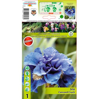 Iris Concord Crush interface.image 7