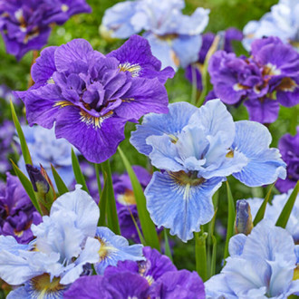 Iris sibérien, Mixed interface.image 3