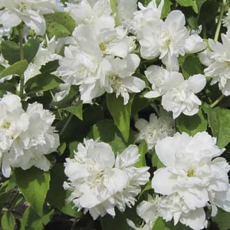 Jasmin Schneesturm, P9 interface.image 1