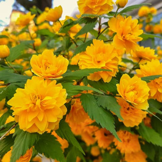 Kerria japonica Pleniflora, С2 interface.image 1