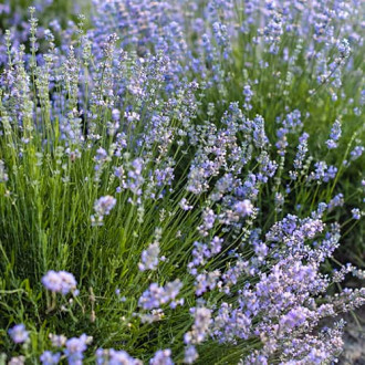 Lavande Granny's Bouquet, P9 interface.image 10