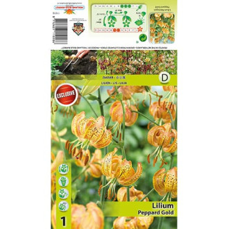 Lis Peppart Gold interface.image 16