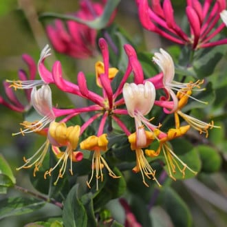 Lonicera periclymenum Belgica Select, С2 interface.image 3