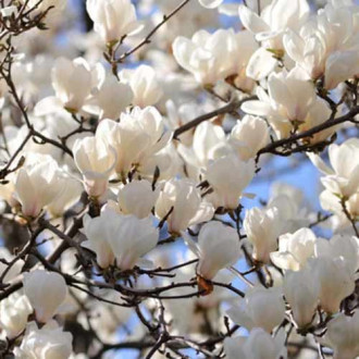 Magnolia Alba Superba, С2 interface.image 5