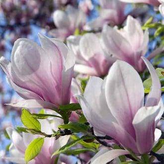 Magnolia Satisfaction, P9 interface.image 4