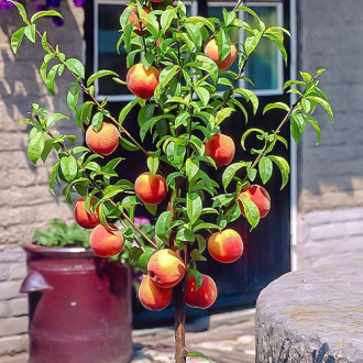 mini Pêcher HoneyRed®, C2 interface.image 10
