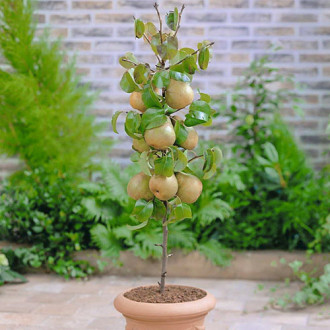 mini Poirier GardenPearl®, C2 interface.image 8