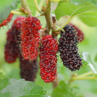 Mûrier Red No.2, С2 interface.image 3