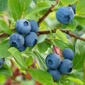 Myrtille Bluecrop, P9 interface.image 5