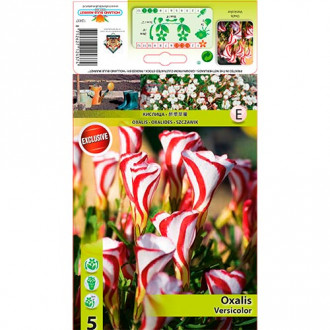 Oxalis Versicolor interface.image 2