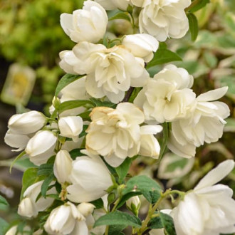 Philadelphus Snowbelle, С2 interface.image 2