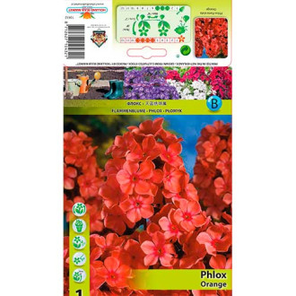 Phlox Paniculata Orange interface.image 3
