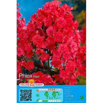Phlox Red interface.image 1