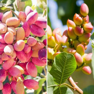 Pistachier set, 2 plants interface.image 4