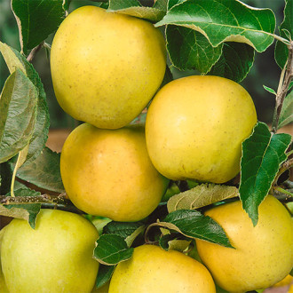 Pommier Golden Reinders, C2 interface.image 2