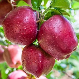 Pommier Red Shar, С2 interface.image 3