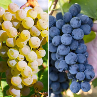 Promo Set! Ensemble de vignes Maxi, 2 plants interface.image 5
