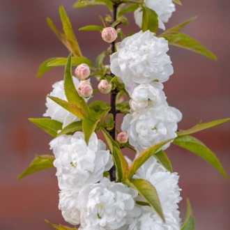 Prunus glandulosa Alba Plena, С2 interface.image 3