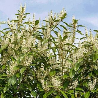 Prunus laurocerasus Rotundifolia, С2 interface.image 4