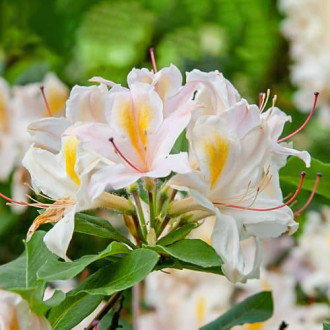 Rhododendron Arima, С2 interface.image 6