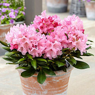 Rhododendron (Rhododendron) Hania, P9 interface.image 2
