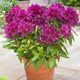 Rhododendron (Rhododendron) Polarnacht, P9 interface.image 3