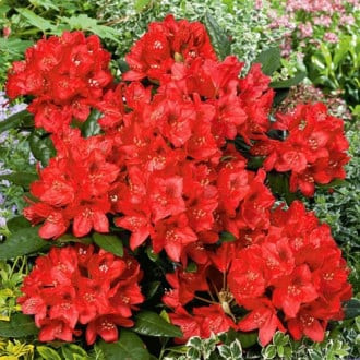 Rhododendron (Rhododendron) Red Jack, P9 interface.image 4