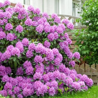Rhododendron (Rhododendron) Roseum Elegans, P9 interface.image 5