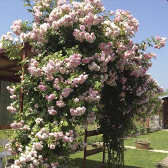 Rosier grimpant Jasmina ®, С5 interface.image 7