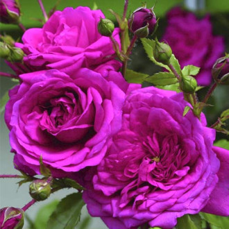 Rosier grimpant Laguna®, C5 interface.image 2
