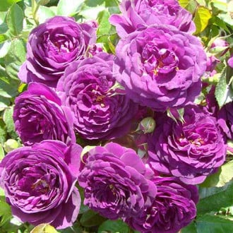 Rosiers floribunda Blue-Violet interface.image 6