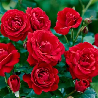 Rosiers floribunda Bordo interface.image 1