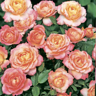 Rosiers floribunda Briosa®, C5 interface.image 5