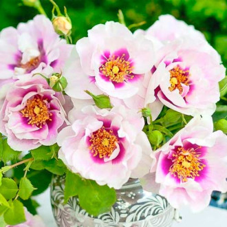 Rosiers floribunda Eyes for You®, C5 interface.image 5