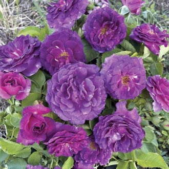 Rosiers floribunda Minerva®, C5 interface.image 4