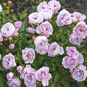 Rosiers floribunda Nautica®, C5 interface.image 1