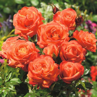 Rosiers floribunda Orange interface.image 2