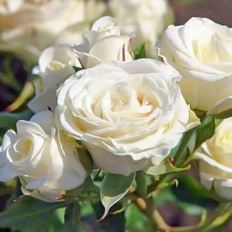 Rosiers floribunda Schneewittchen® interface.image 5