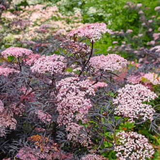 Sambucus nigra Black Lace Eva, С2 interface.image 5