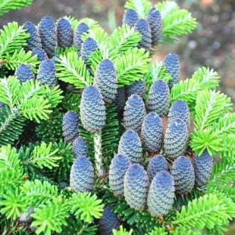 Sapin de Corée, Р9 interface.image 1