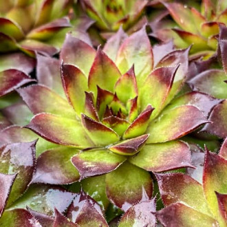 Sempervivum Cassiopea, С2 interface.image 6