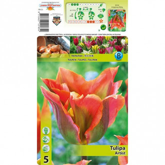 Tulipe Artist interface.image 4