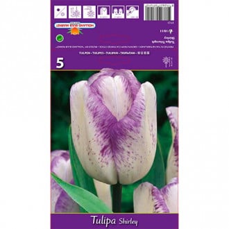 Tulipe Shirley interface.image 1
