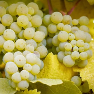 Vigne Lilla interface.image 1