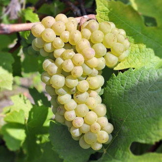 Vigne Pinot Blanc, P9 interface.image 4