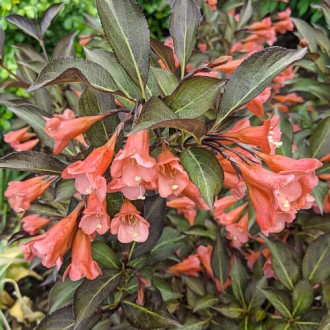 Weigela All Summer Peach, С2 interface.image 2